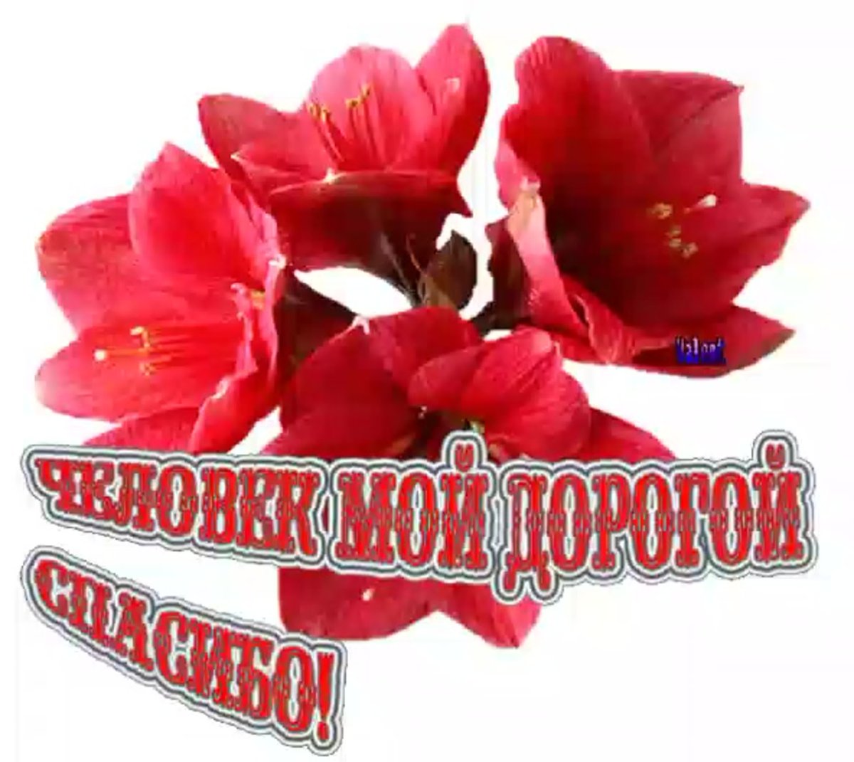 Спасибоза поздравленич