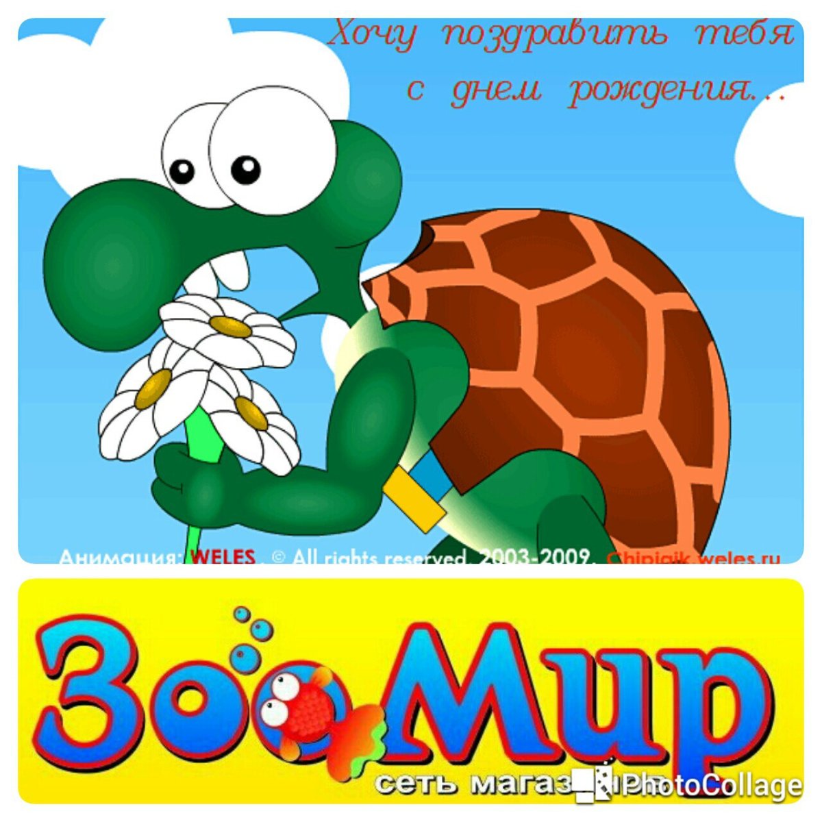 Милые картиночки с черепахой