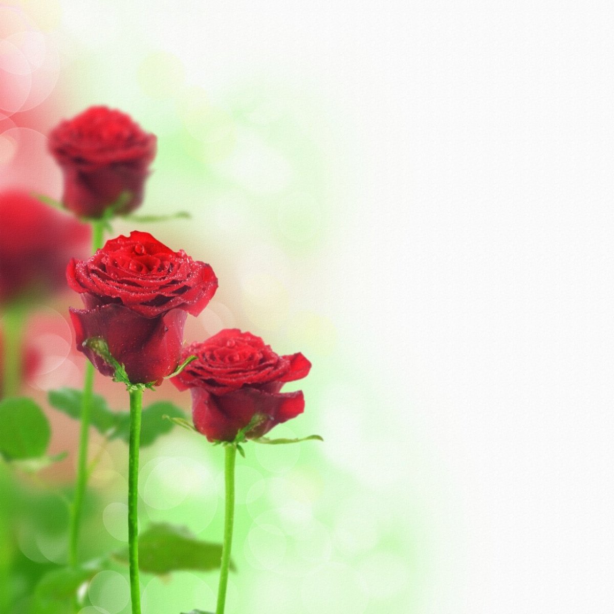 Розы фон для открытки