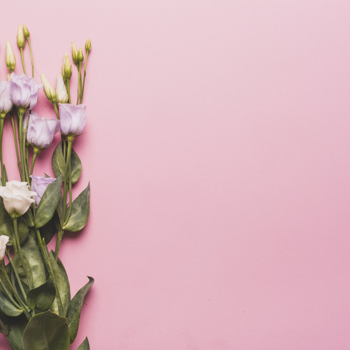 Эустома на однотонном фоне