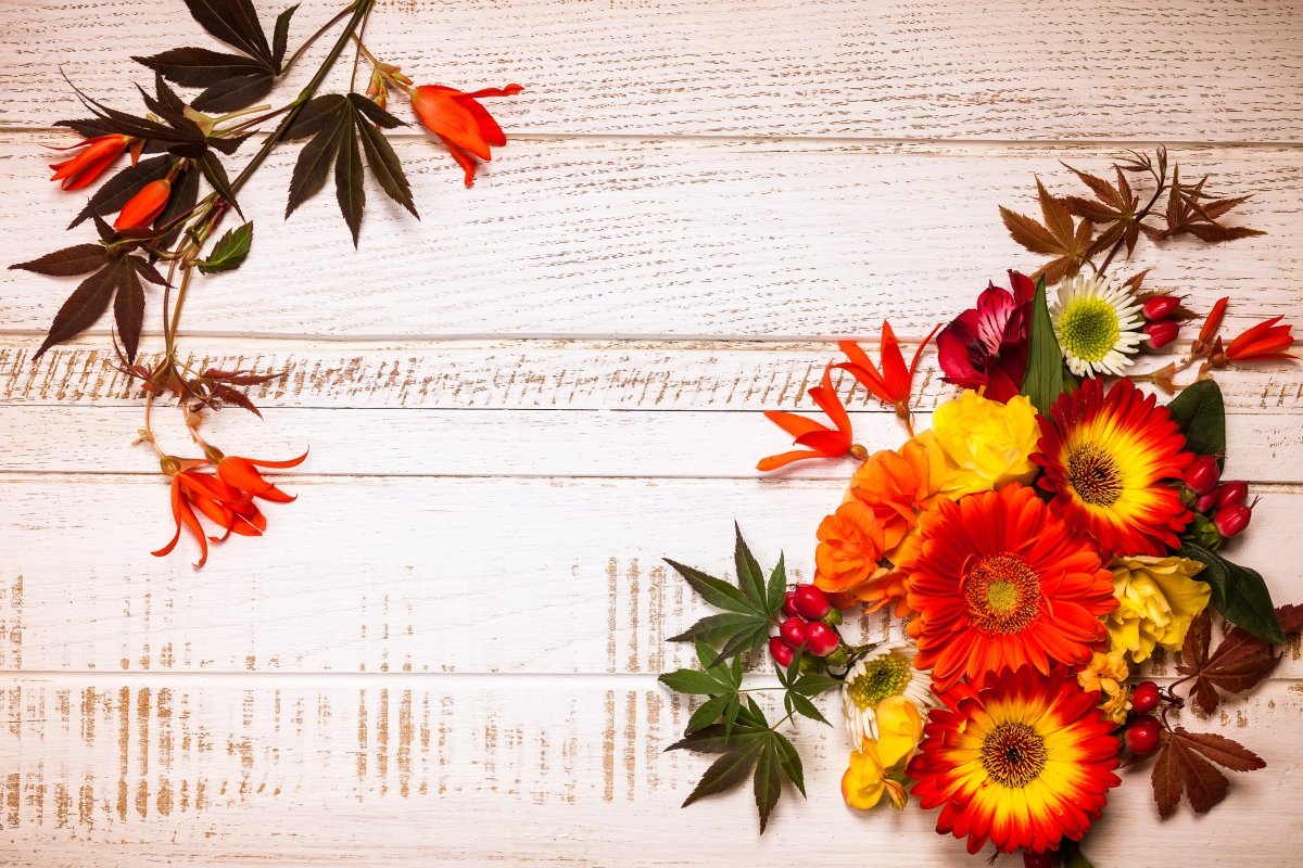 Осенние цветы фон