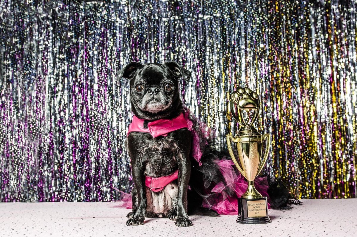 Конкурс красоты собак