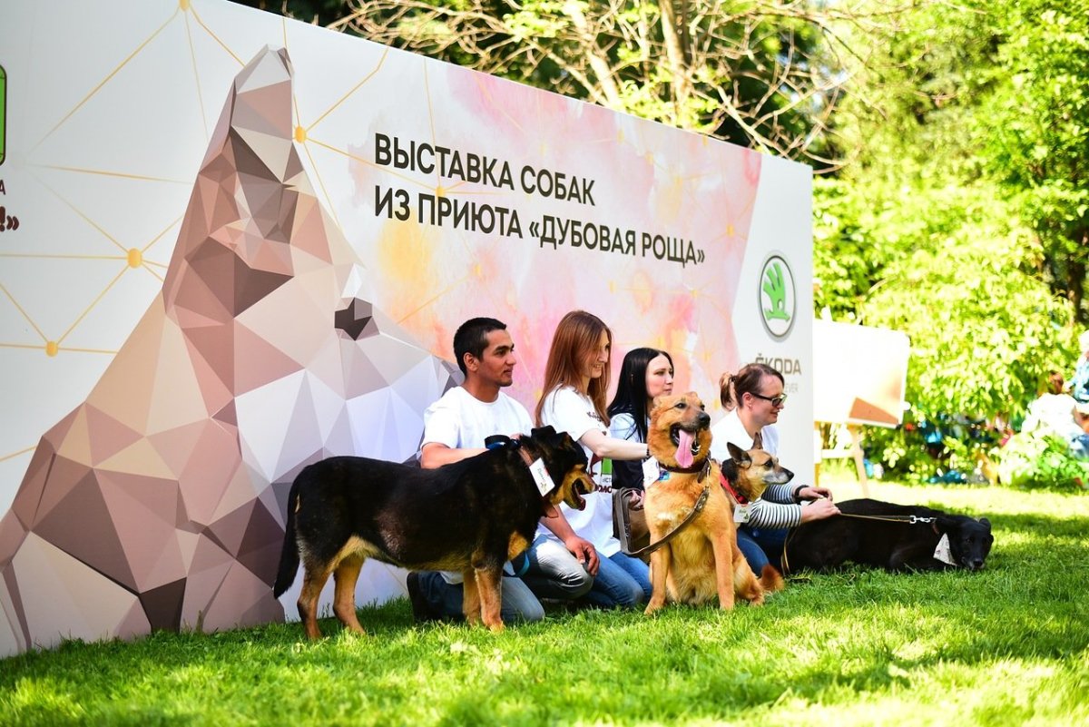 Выставки приютских собак