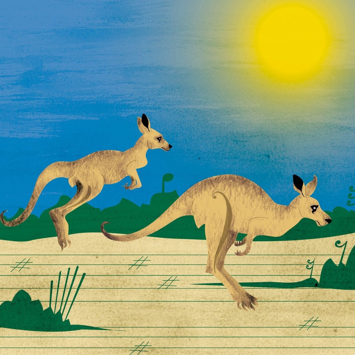 Сен Санс кенгуру