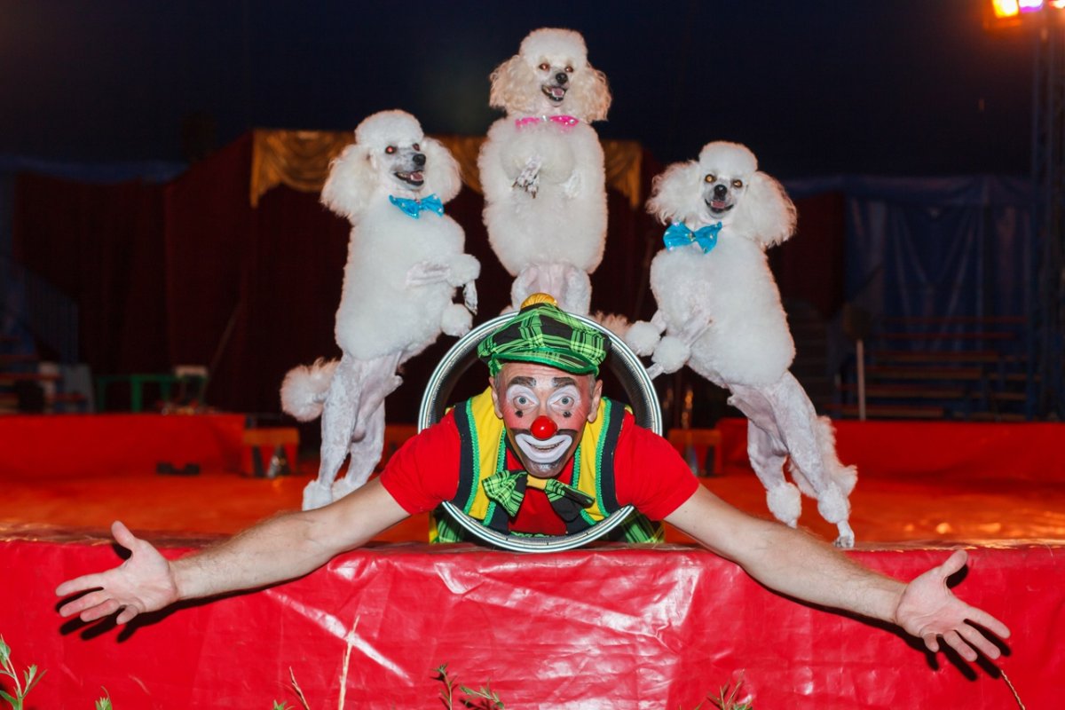 Цирковое представление клоуны