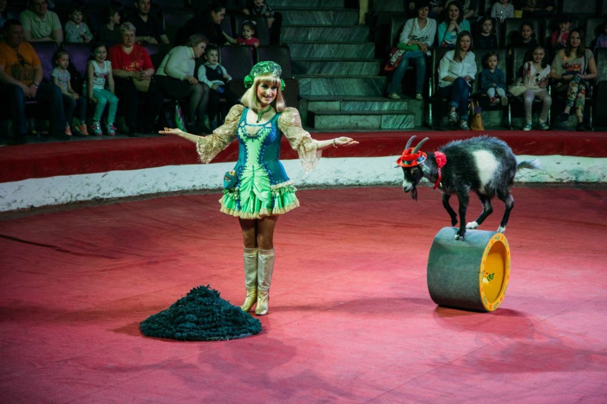 Клоуны Росгосцирк