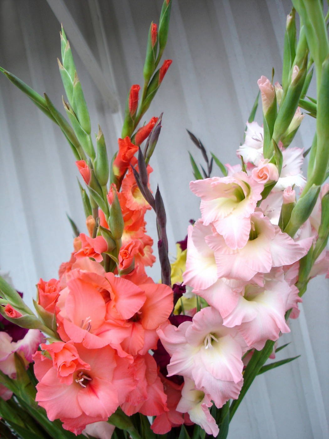 Букет с гладиолусами