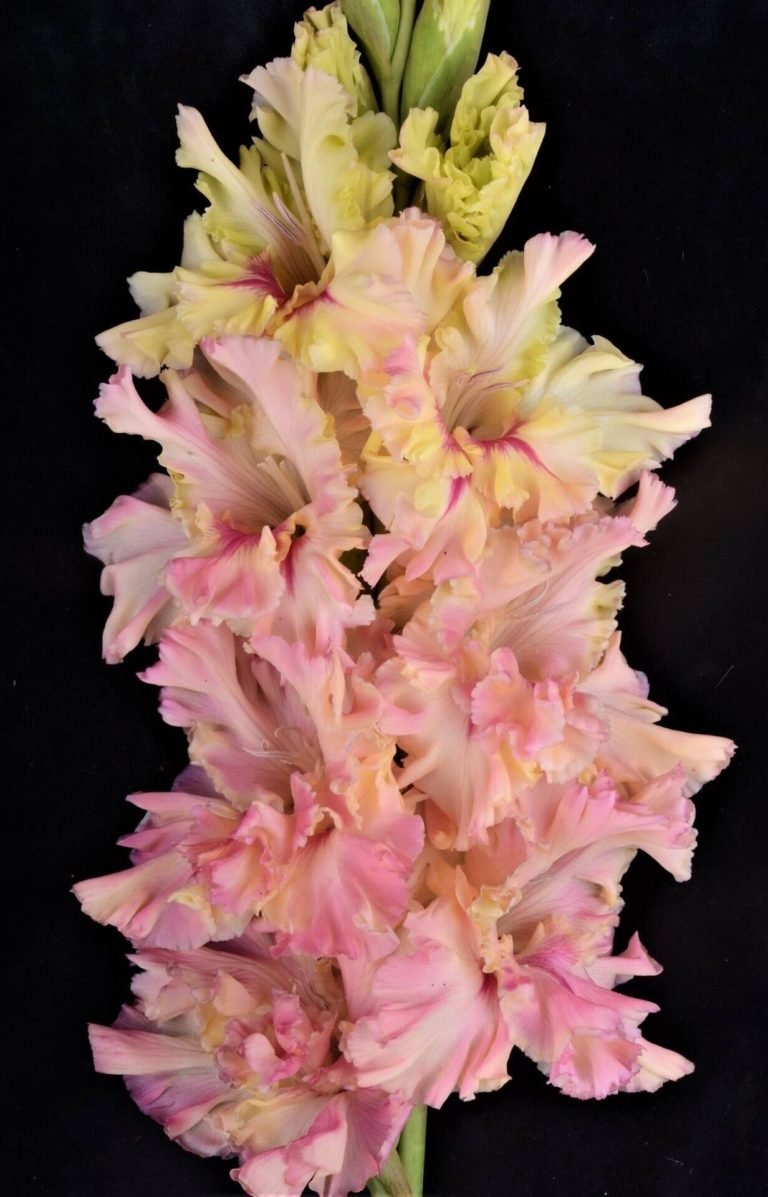 Гладиолус Ирэн