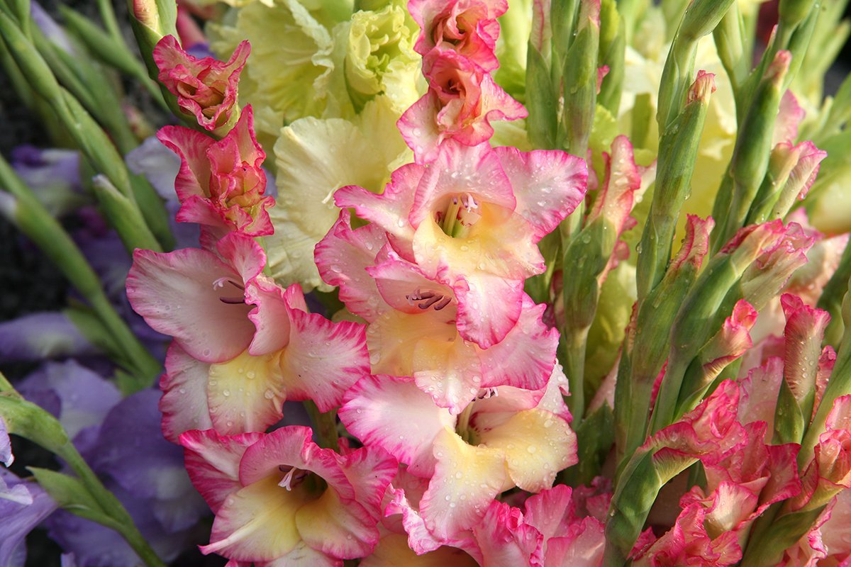 Гладиолус Эвидент