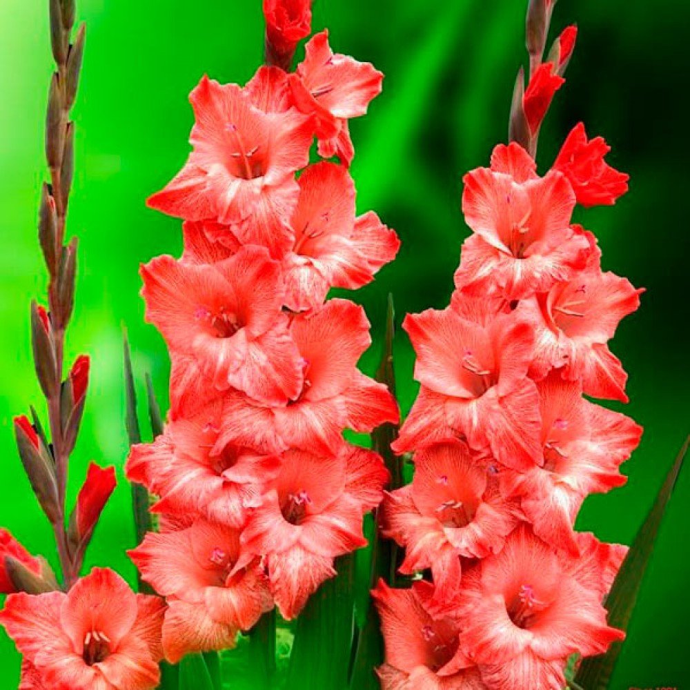 Гладиолус танго Раффл