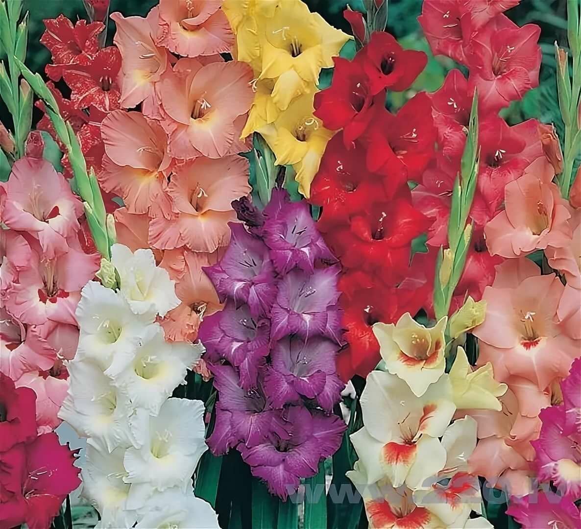 Мальва и Гладиолус