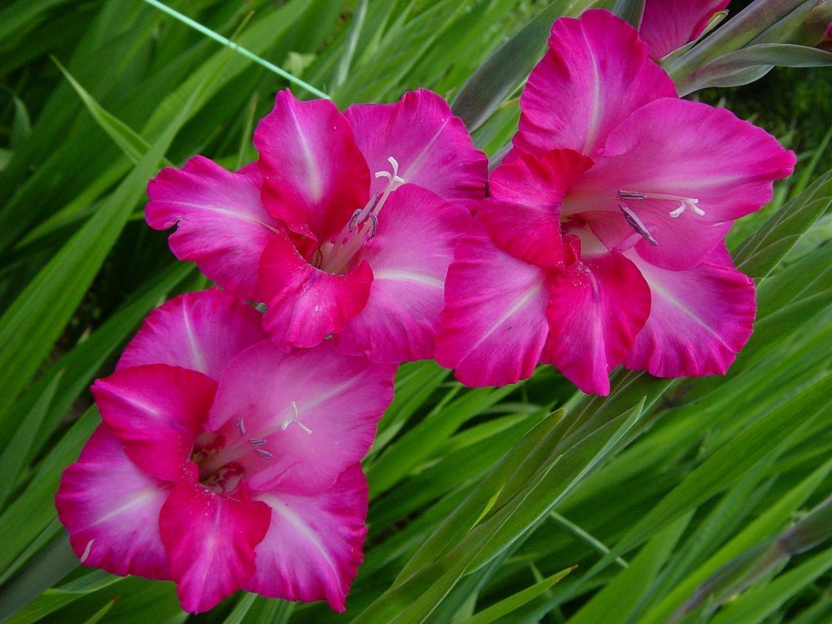 Гладиолус сорт в добрый час