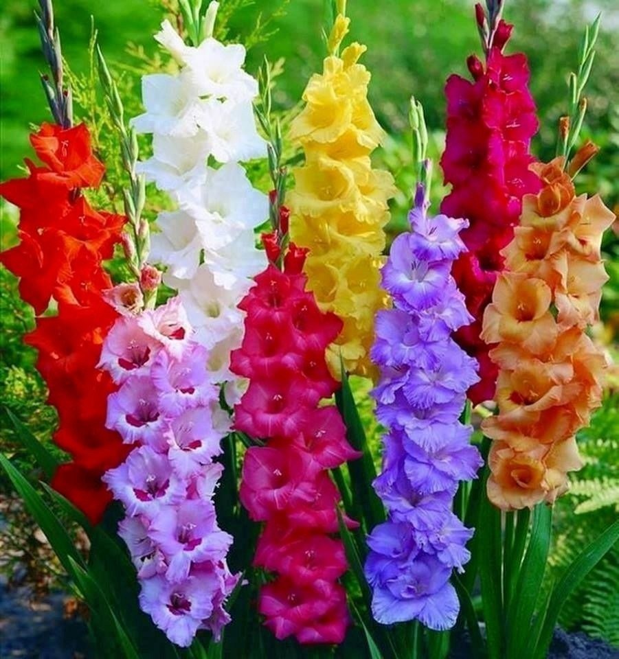 Гладиолус шпажник