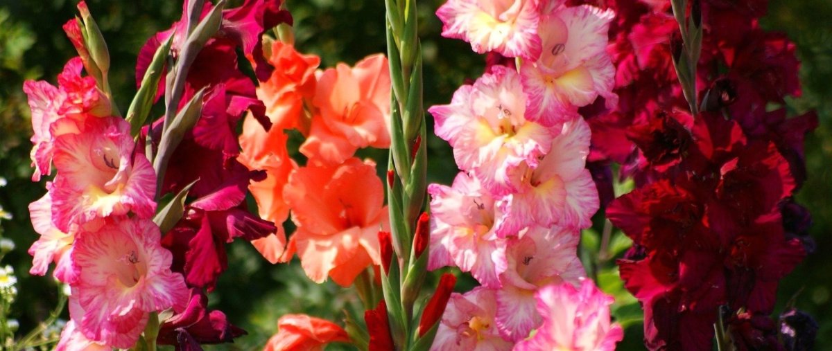 Гладиолус колор клаб