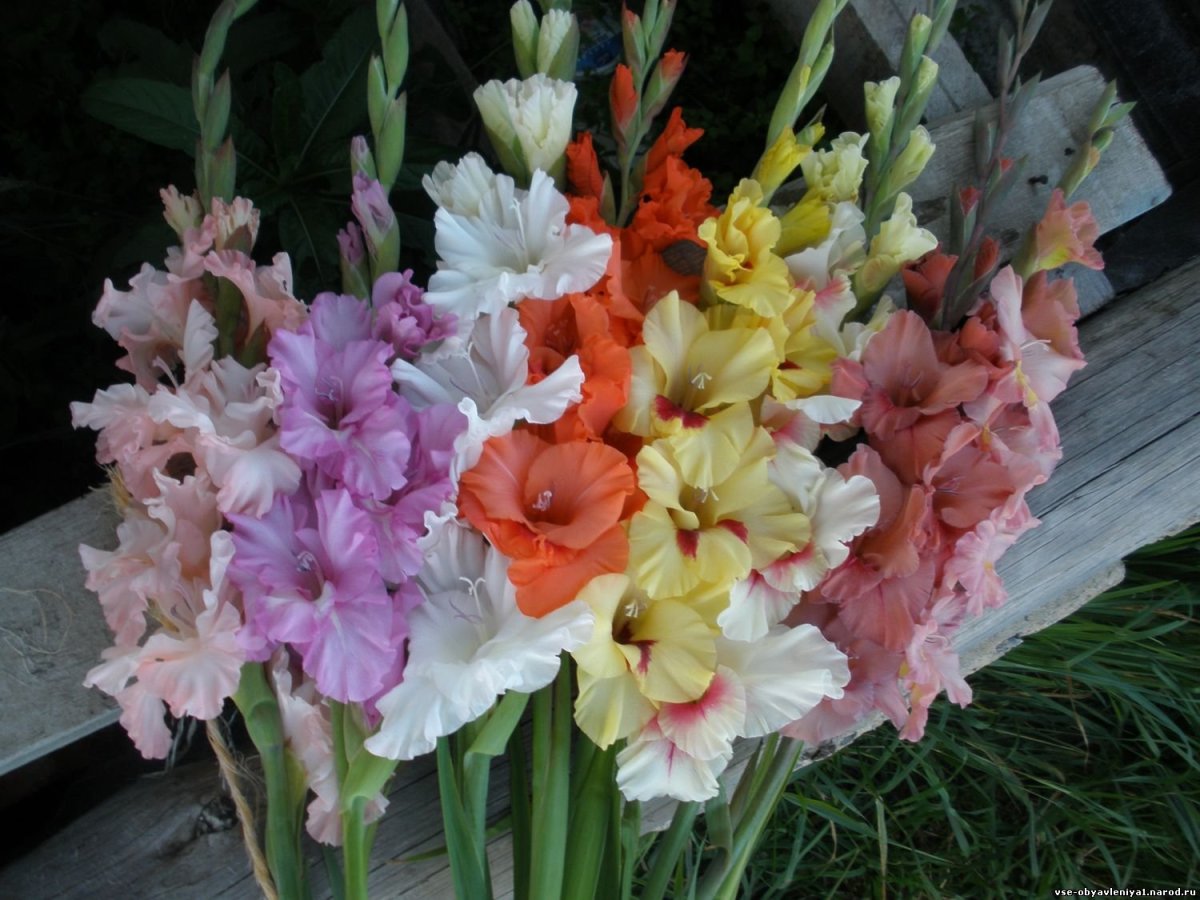 Гладиолус Калос