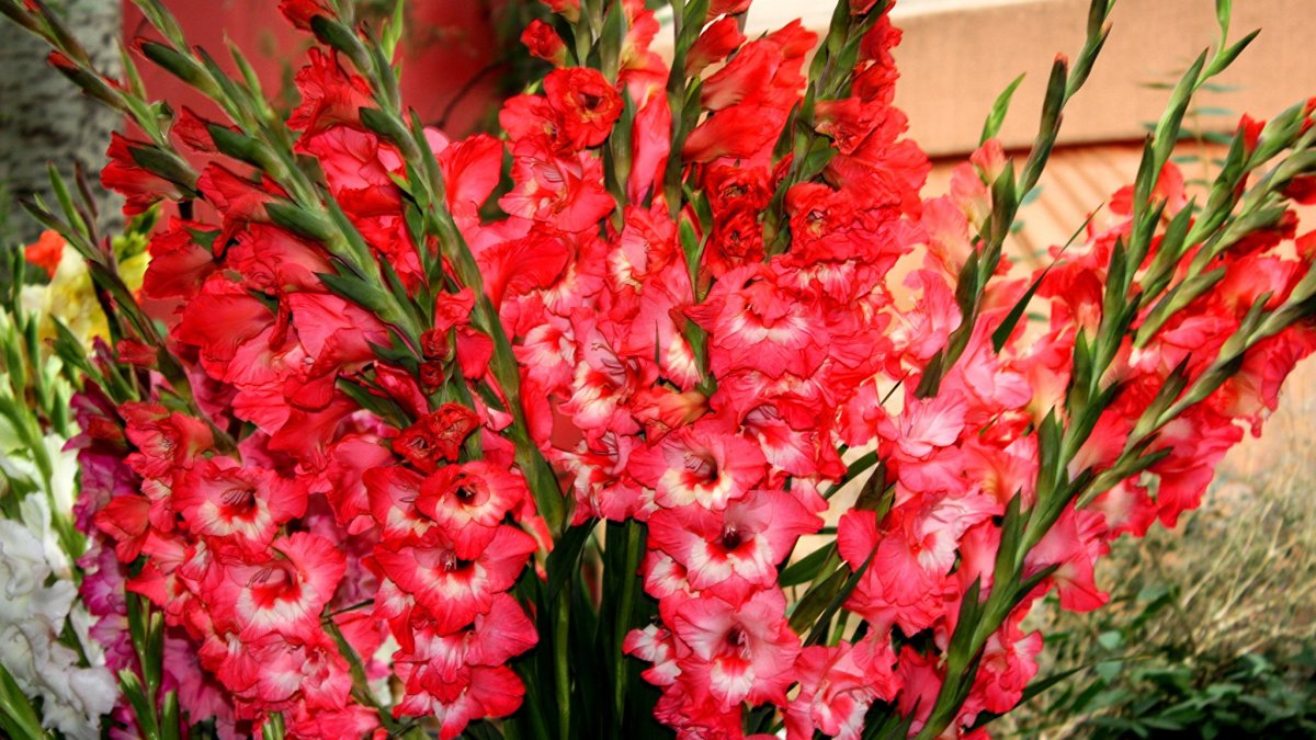 Гладиолус Сорпресса