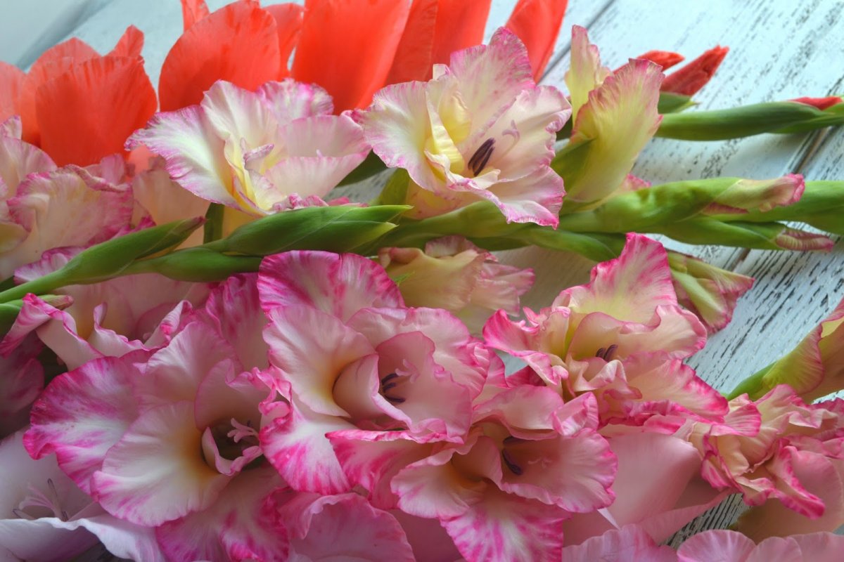 Абиссинский Гладиолус