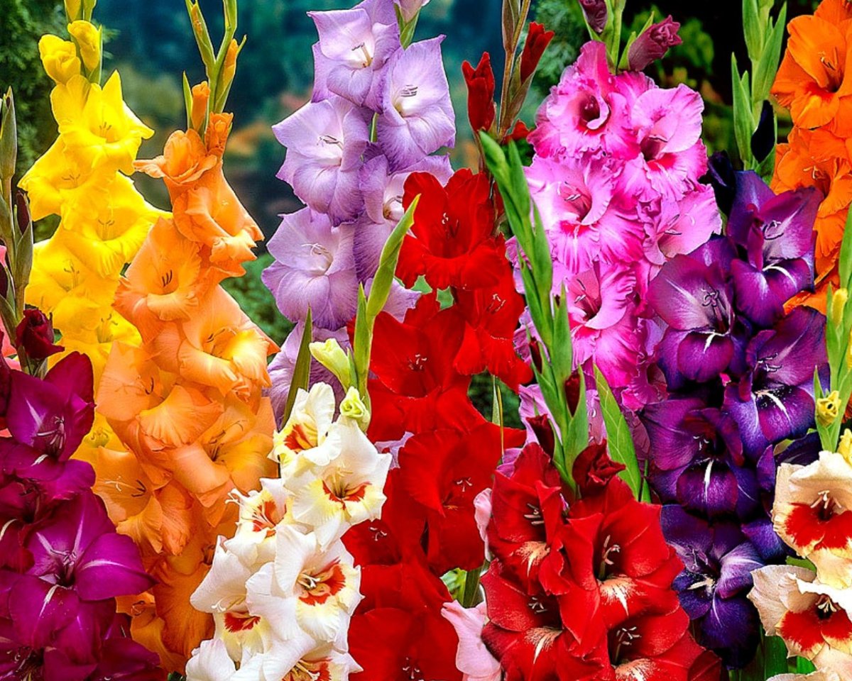 Родина гладиолуса