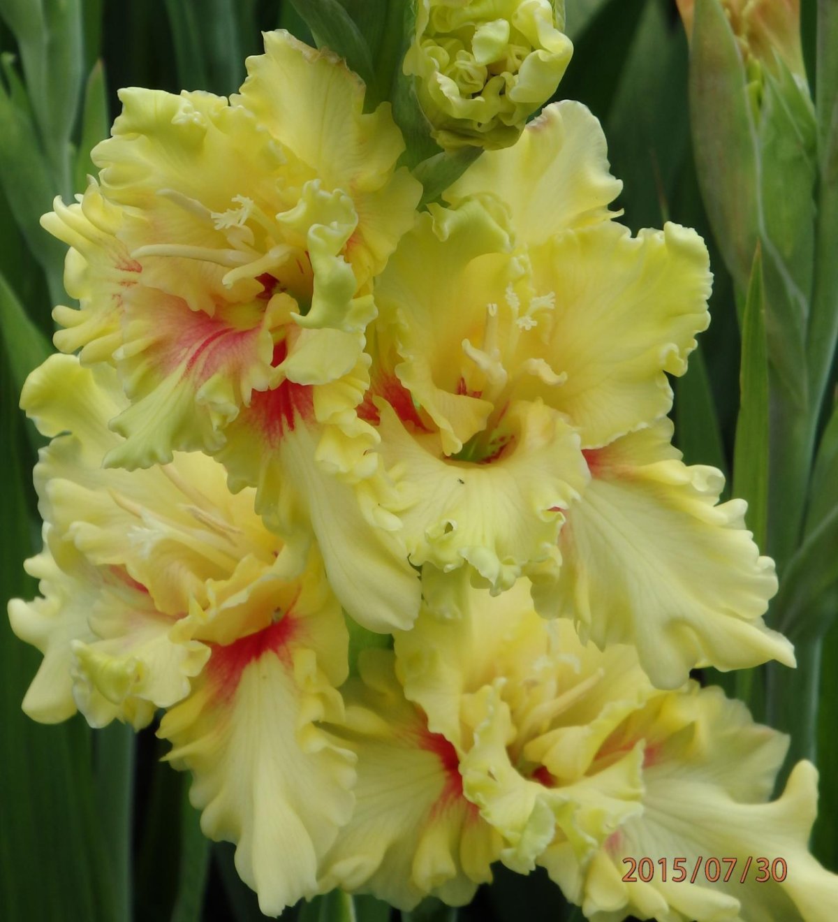 Гладиолус Lowland Queen